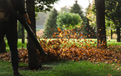 Fall Yard Clean Up: 5 Signs Your Yard Needs Help