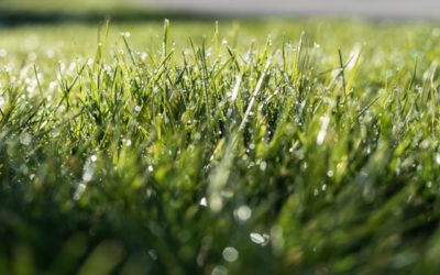 The Benefits of Professional Lawn Edging in Kingsley, MI