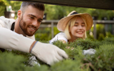 The Benefits of Professional Lawn Care Services
